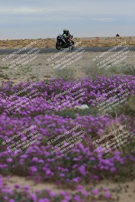 media/Jan-14-2023-SoCal Trackdays (Sat) [[497694156f]]/Turn 14 Exit Bloomig (145pm)/